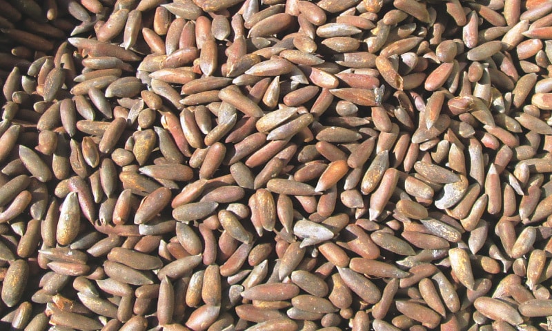 Pinenuts